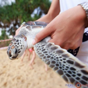 черепахи на пляже Май Као 