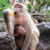где безопасно покормить обезьян
