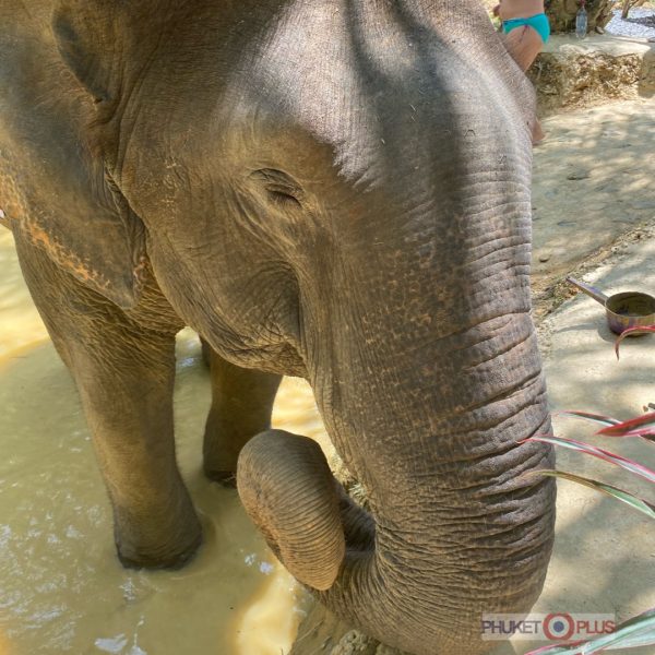 слоны в таиланде