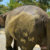 жизнь слонов в тайских заповедниках