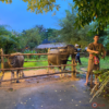 буйволы таиланд